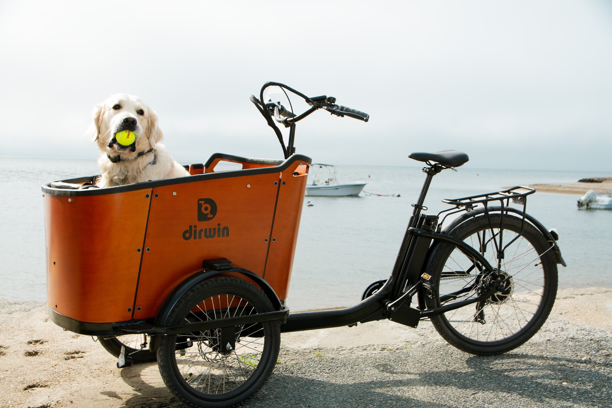 What makes the Dirwin Caravan family-friendly for riding with kids and pets?